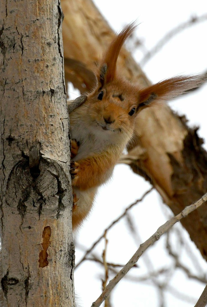 Cute squirrel