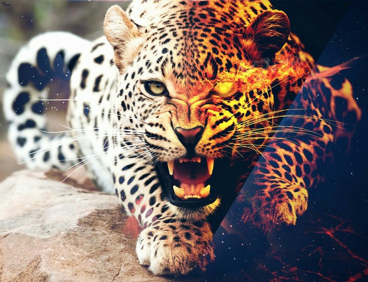 Tiger Hipster