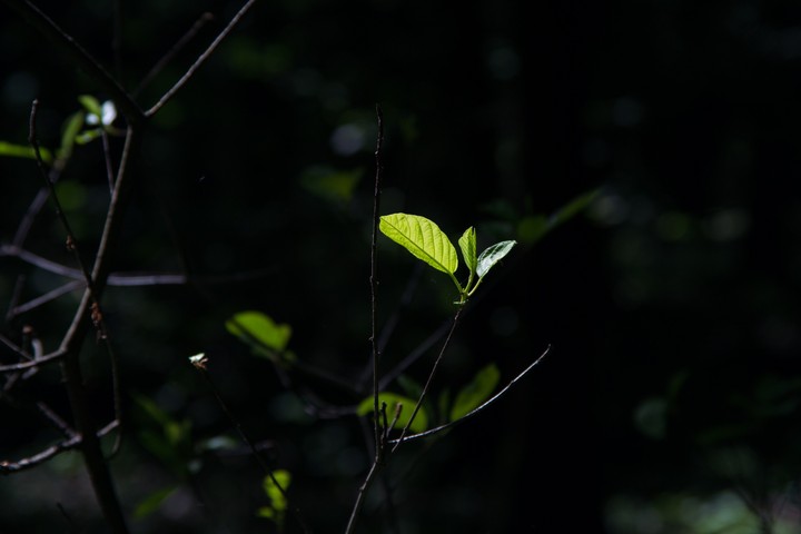 Spring leaves