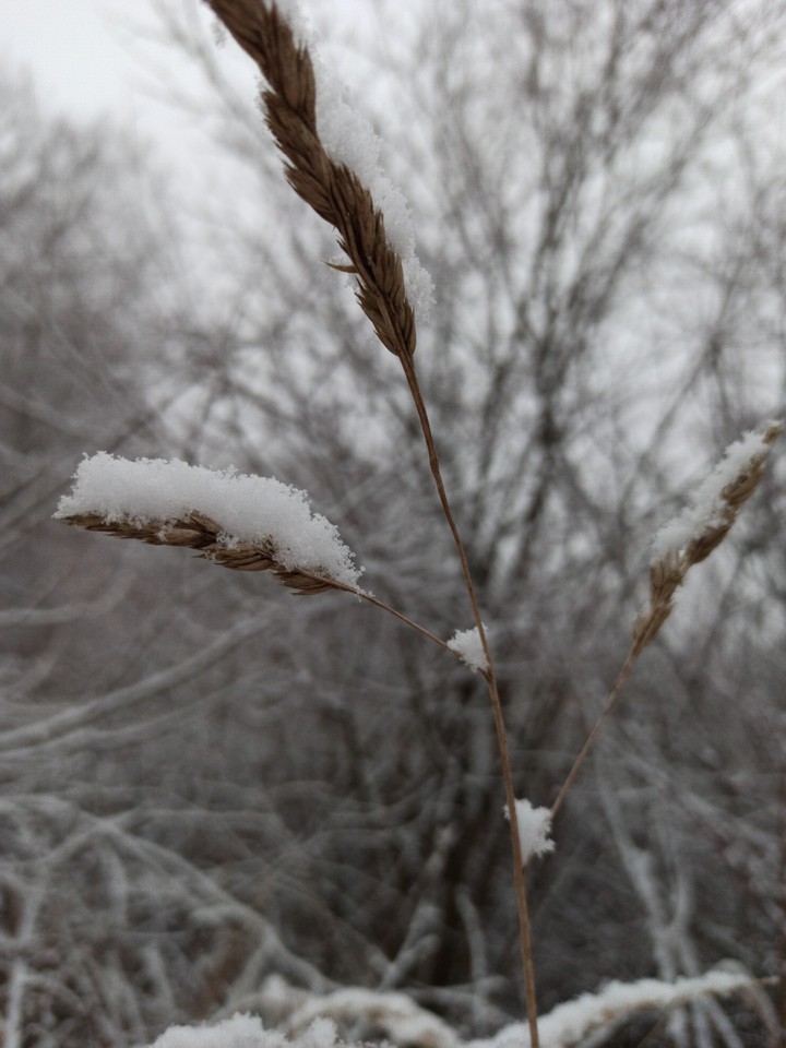 ❄️
