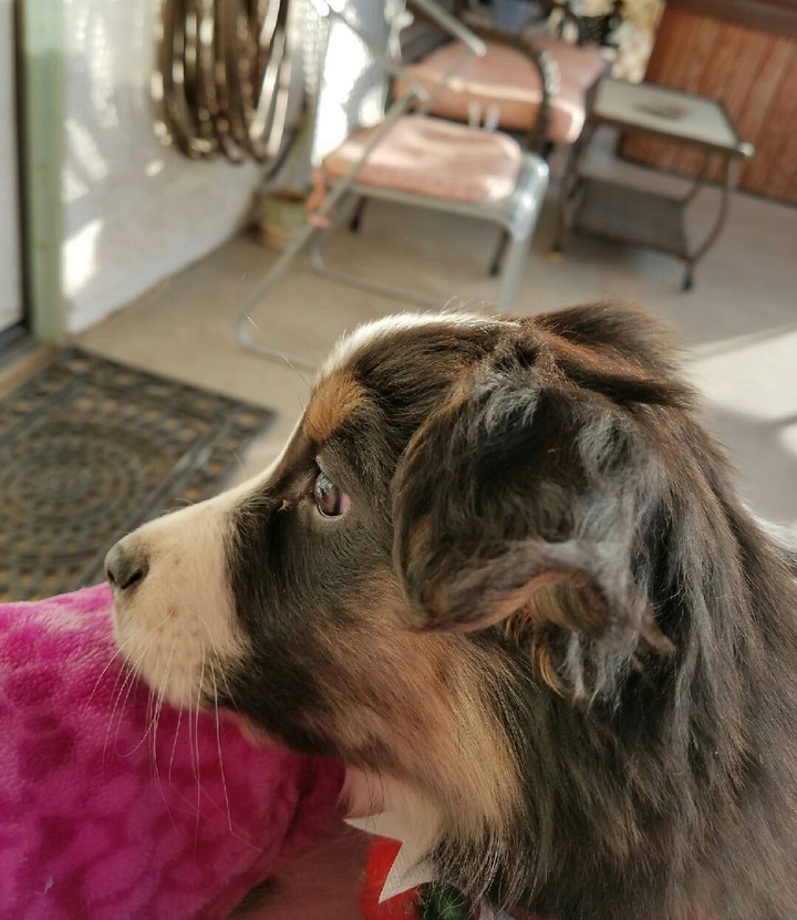 Australian Pup in perfect place