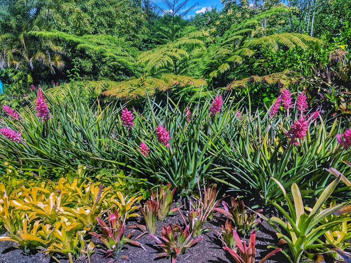 tropical feels