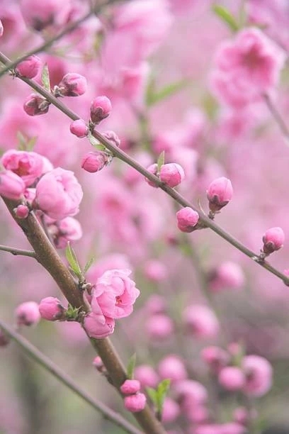 pink peach blossoms & buds
