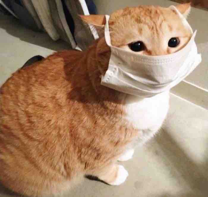 the cute cat want you to stay home ?