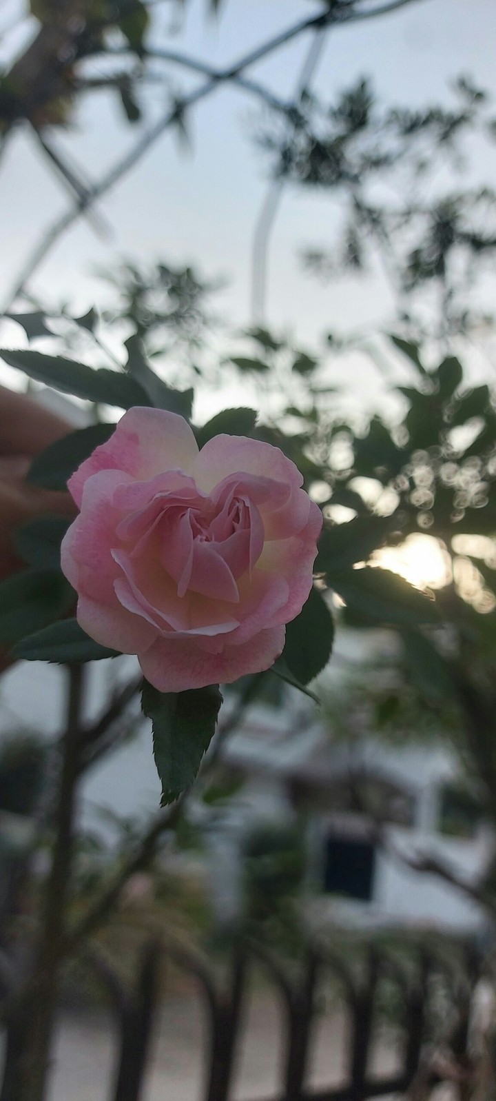 Rose