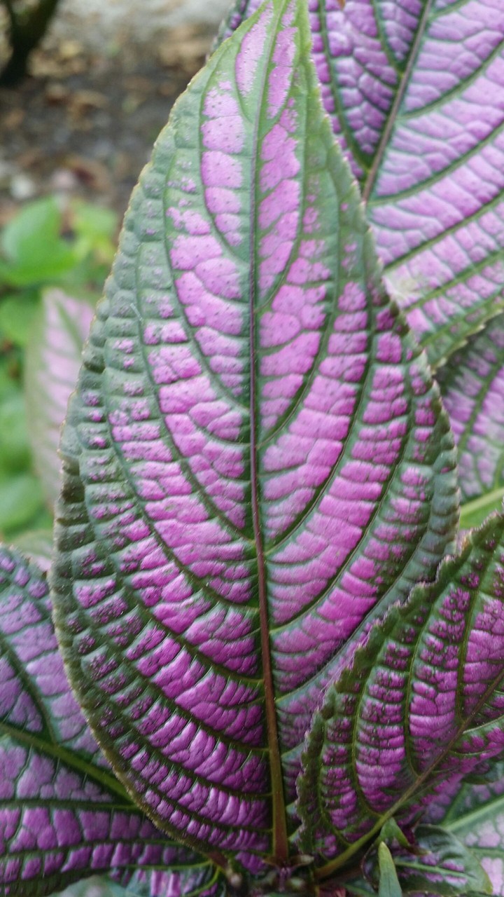 leaf