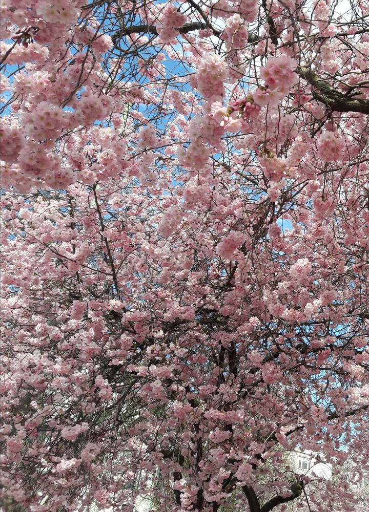 Frühling..