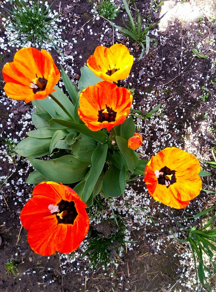 flowers