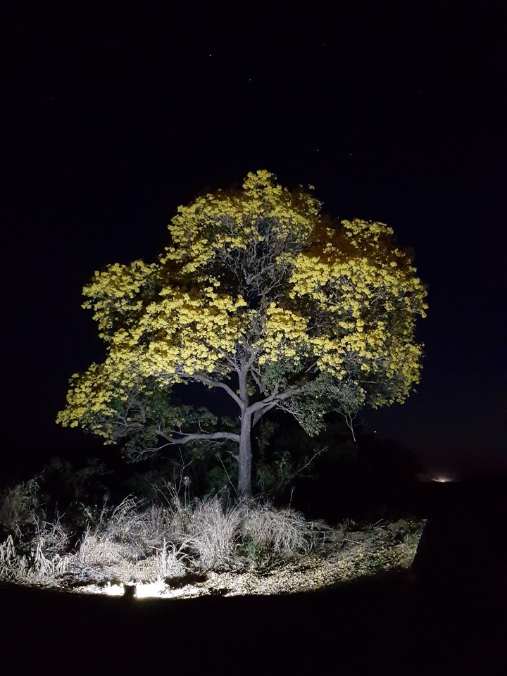 nosso pé de ipê amarelo, Aruanã GO