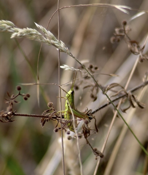 green, wildlife achtergronden