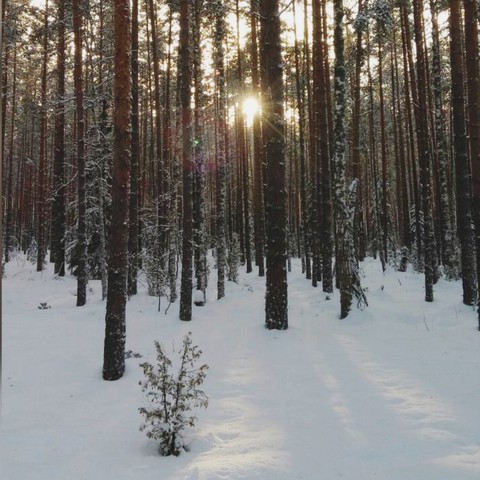 солнце сквозь деревья