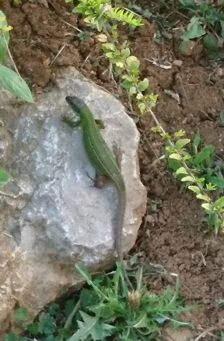Lizard