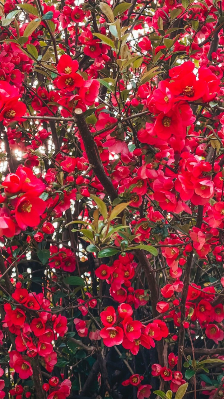 Spring