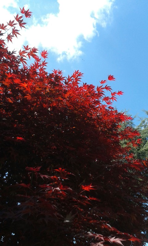 red blu acer