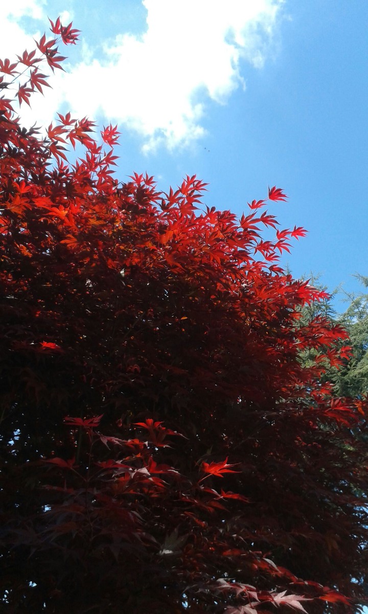 red blu acer