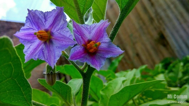 flower