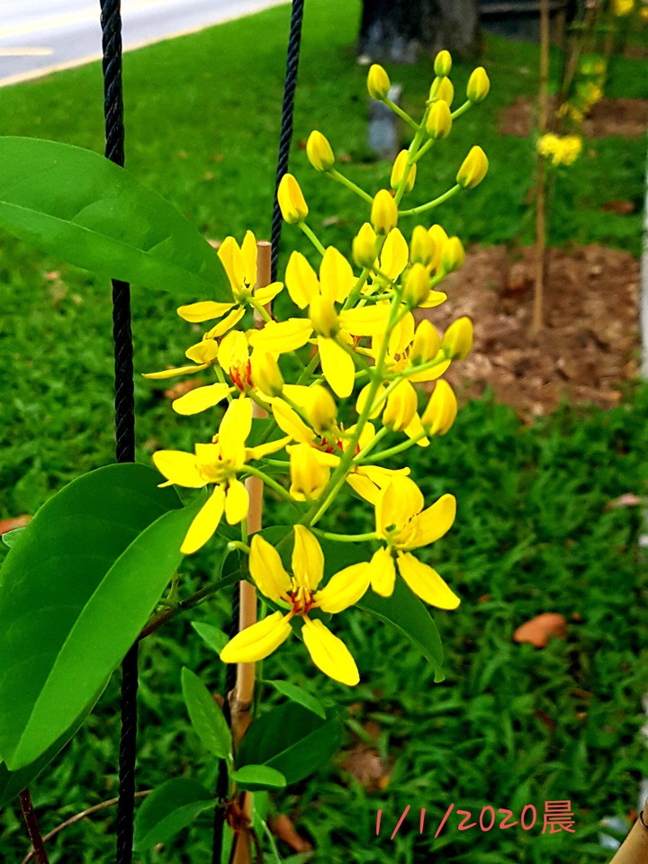 flower