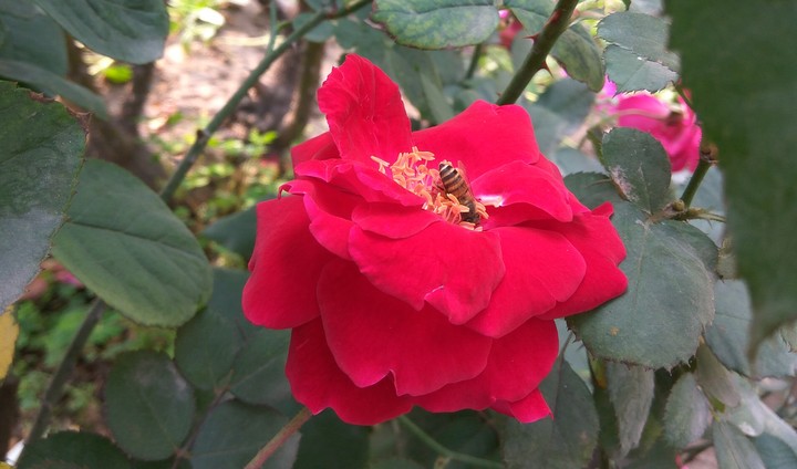 flower