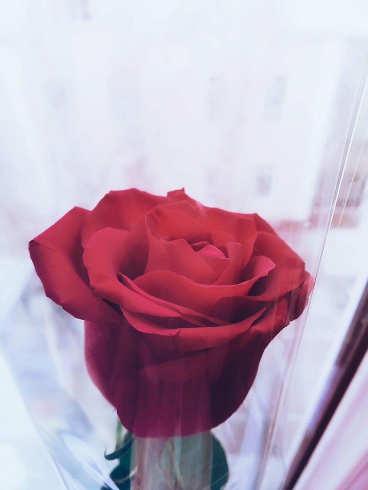 You are more beautiful than this rose