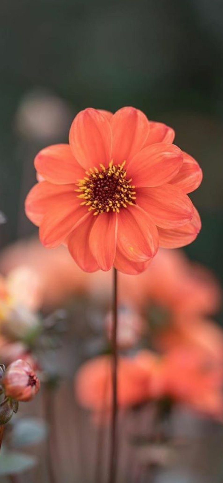 ... flower..