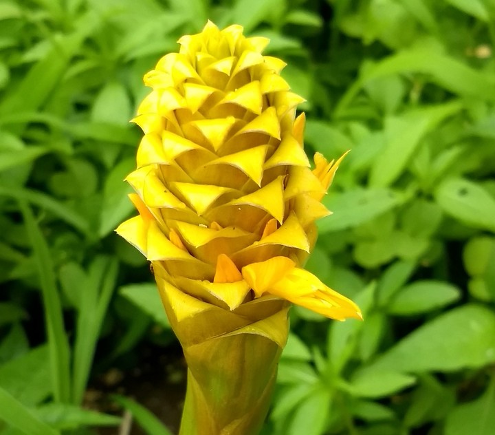 color of nature