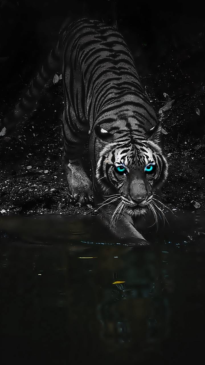 TigeR.