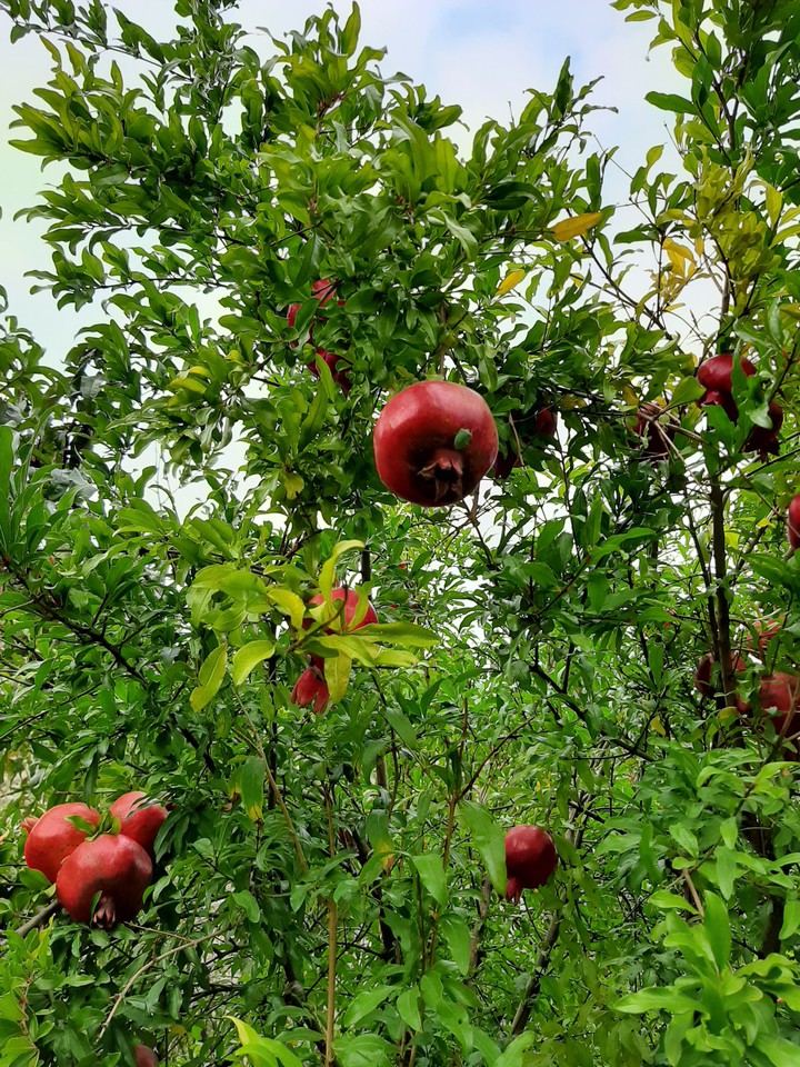 September, Georgian
