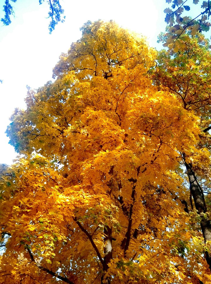 Golden tree