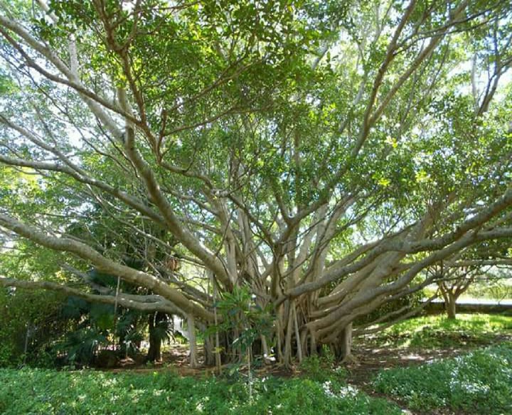 tree