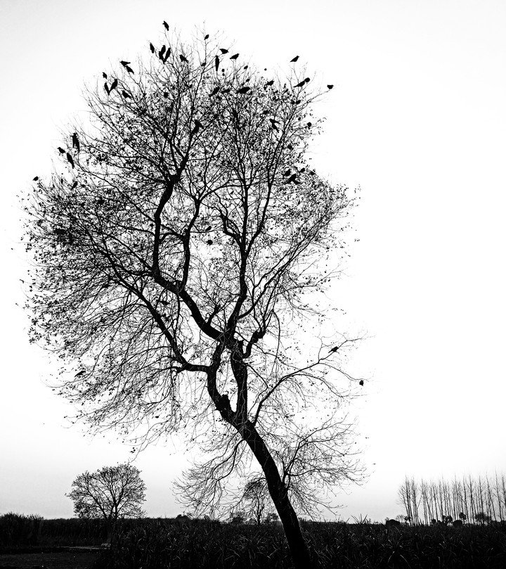 nature home (Tree)