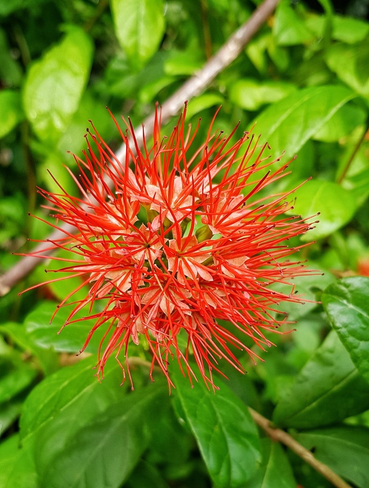 FLOWER