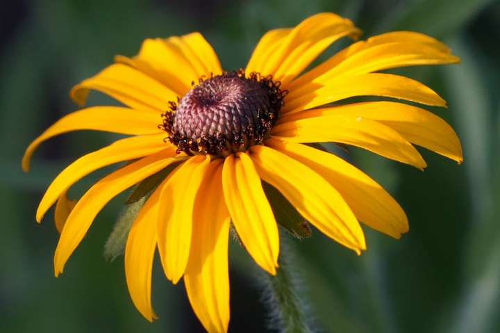 Yellow Flower