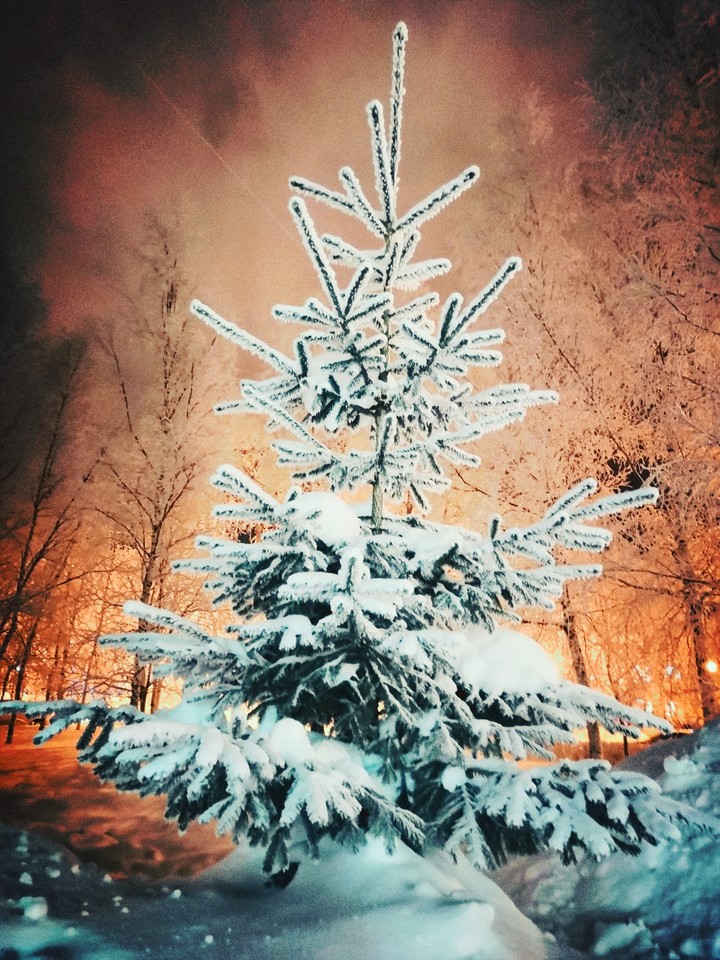 Волшебная ель