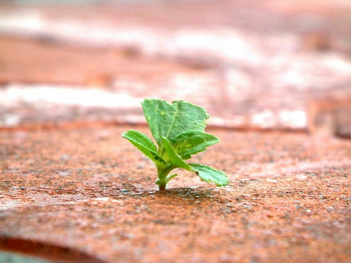 Inspiration of survival