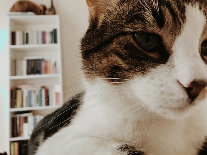 my cat
