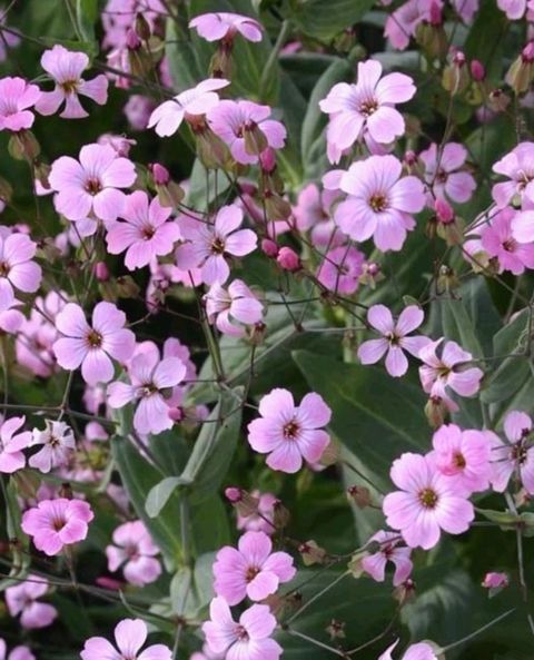 groundcover, magenta壁紙