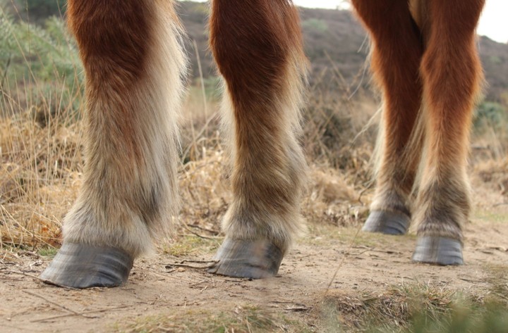 Horse hooves