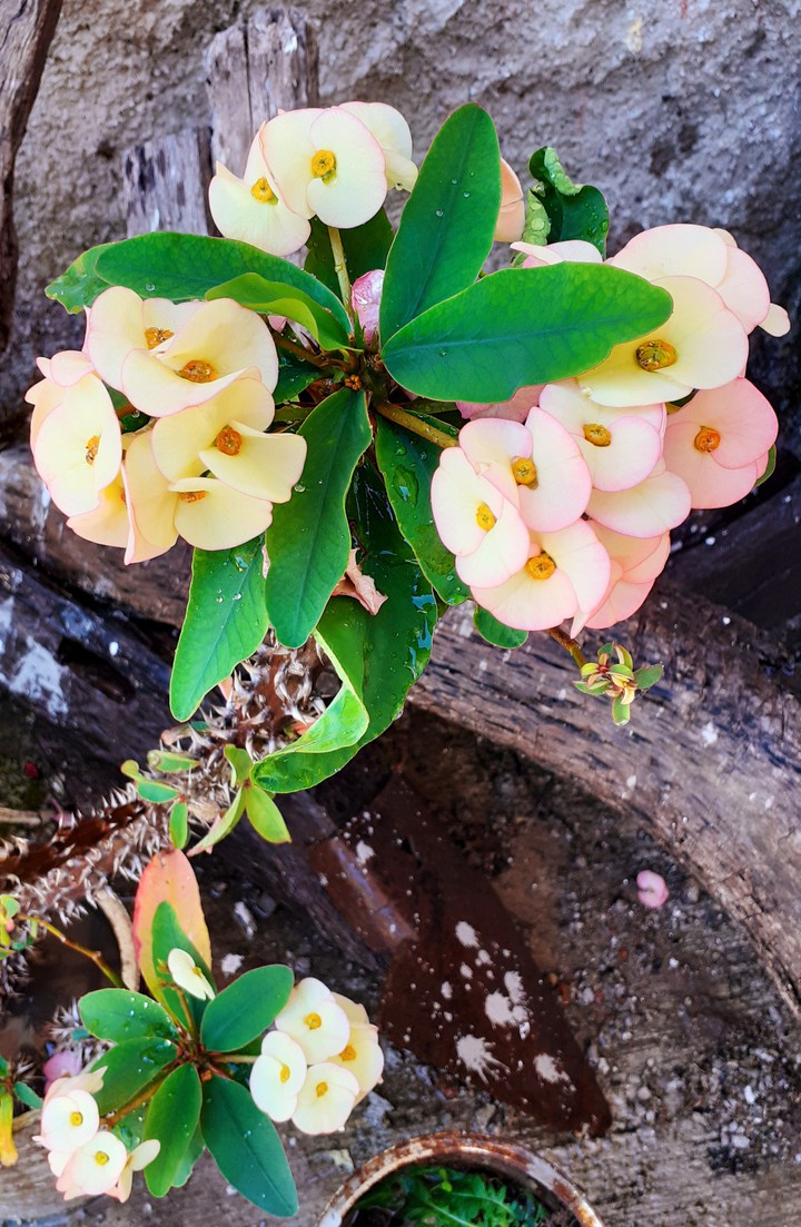 flores ?