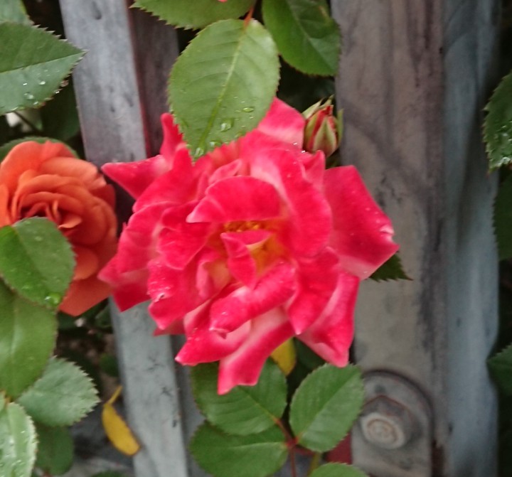 roses on a rainy day