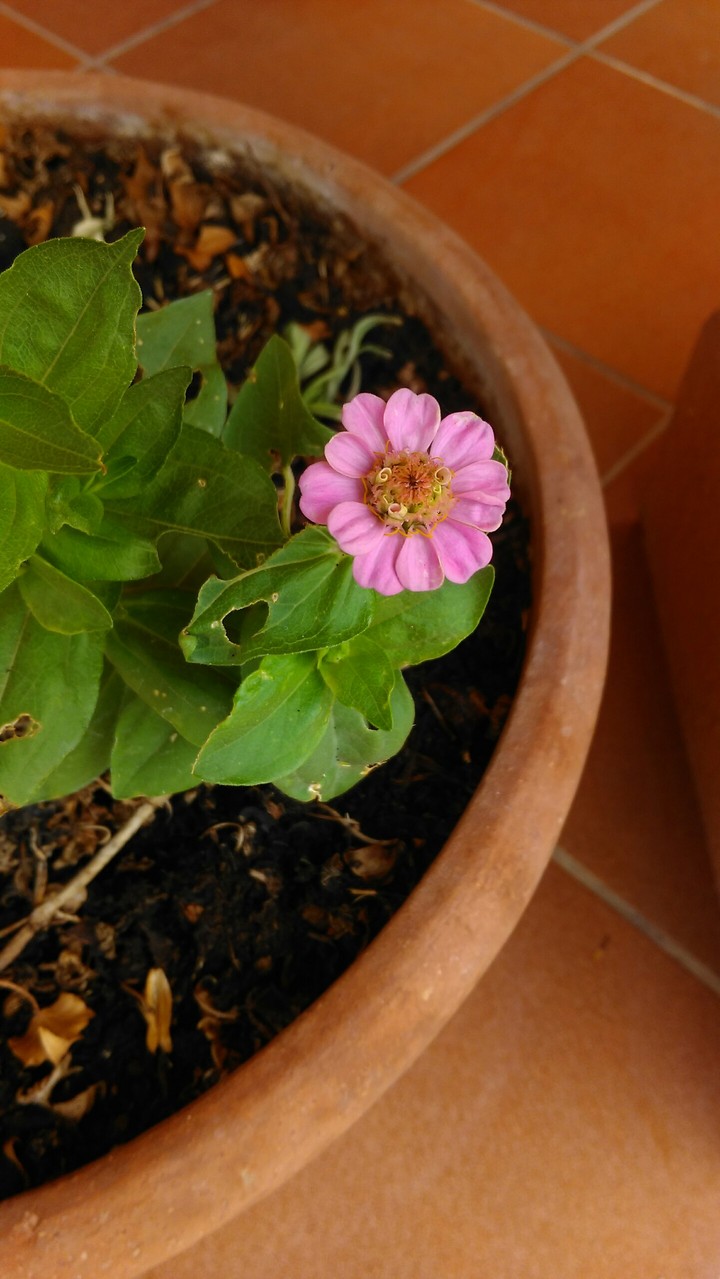 little flower