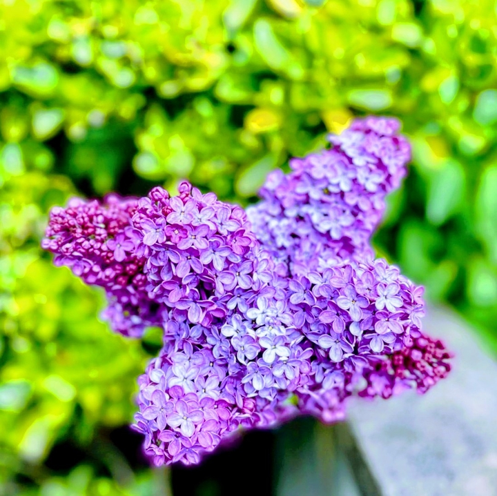 purple fower