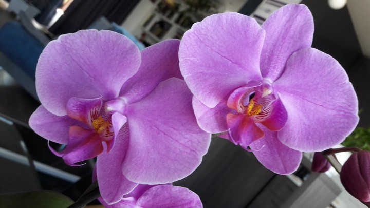 orchid