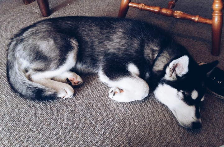 Siberian Husky