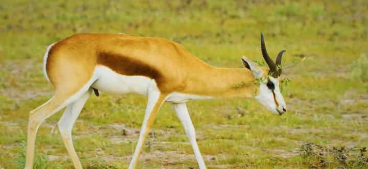 deer