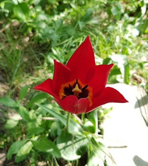 flower, wildflower桌布