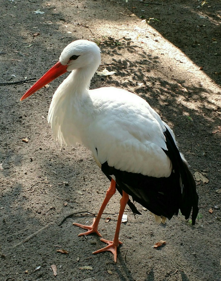 stork