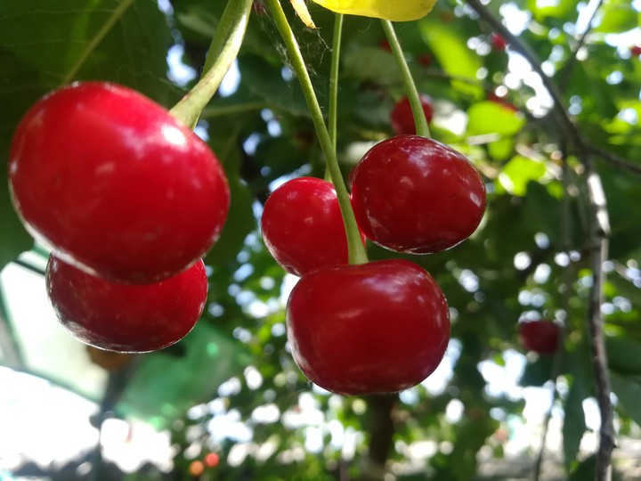 sweet cherry