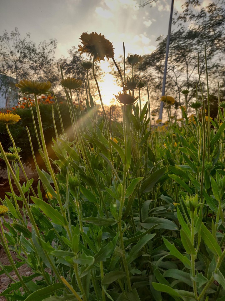 ray of hope