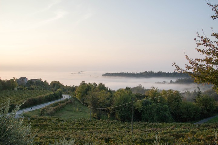 the fog