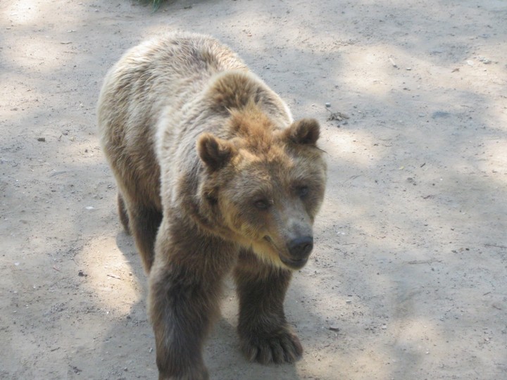 Bear
